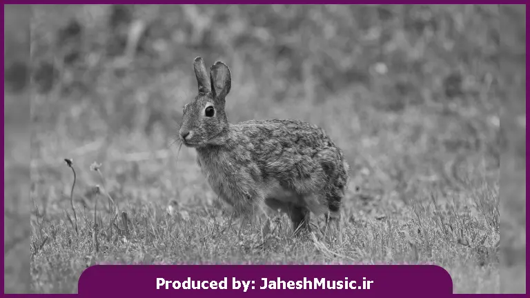 دانلود آهنگ ببین الان چیکار کردی که هر جمعی برم تنهام